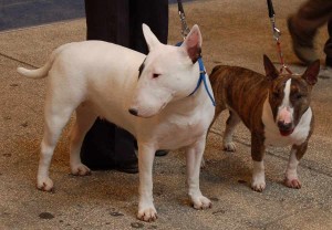 Le bull terrier, un enfant en costume de chien