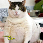 Alimentation et santé : l'obésité chez le chat