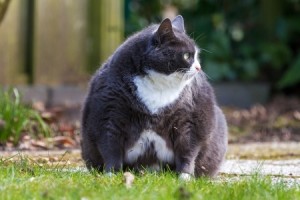 Alimentation et santé : l'obésité chez le chat