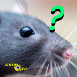 Les comportements pouvant être confondus avec des problèmes de santé chez le rat