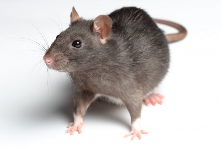 Les comportements pouvant être confondus avec des problèmes de santé chez le rat