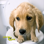 Santé : la diarrhée chez le chien (causes, prévention, solutions)