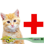 Santé : comment savoir si un chat a de la fièvre ?