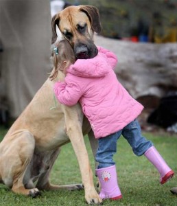 La race des géants : 5 chiens de compagnie pour voir la vie en XXL