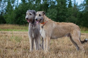 La race des géants : 5 chiens de compagnie pour voir la vie en XXL