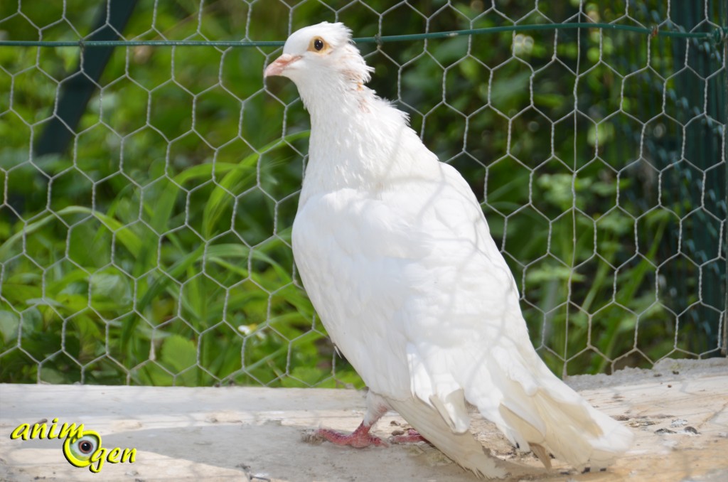 Adaptez son environnement au handicap de votre oiseau