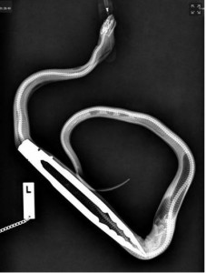 Santé : de la balle de golf à la pince pour barbecue, les repas les plus improbables de nos serpents