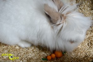 Fabriquez des carottes pour vos rongeurs, lapins et perroquets (tutoriel, test, avis, prix)