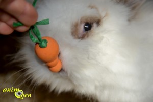 Fabriquez des carottes pour vos rongeurs, lapins et perroquets (tutoriel, test, avis, prix)