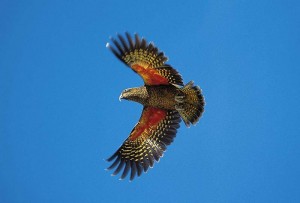 Le Nestor kéa, ou Nestor notabilis, un perroquet de haut vol