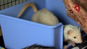 Education : comment apprendre à un furet à utiliser un bac à litière ?