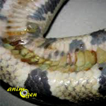 Santé des reptiles : la maladie des ampoules, ou "blister disease" (causes, symptômes, traitement, prévention)