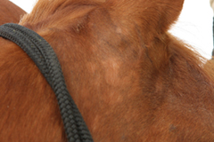 Comment désensibiliser les oreilles d'un cheval ?