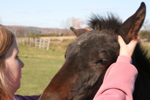 Comment désensibiliser les oreilles d'un cheval ?