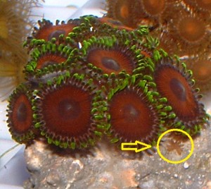 Coraux : comment éliminer les nudibranches ?