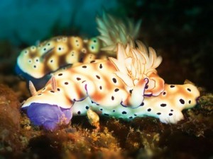 Coraux : comment éliminer les nudibranches ?