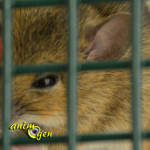 Eliminez les rongeurs sans les tuer : piège pour rats (test, avis, prix)
