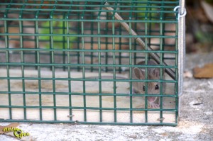 Eliminez les rongeurs sans les tuer : piège pour rats (test, avis, prix)