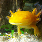 Reproduction : la maturité sexuelle chez l'Axolotl (quand, pourquoi ? )