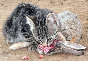 L'importance de la phase de sevrage dans le comportement alimentaire futur des chats 