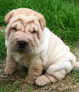 Le Shar pei, un chien chinois plissé à la peau de sable