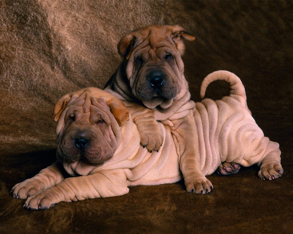 Le Shar pei, un chien chinois plissé à la peau de sable