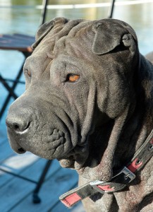 Le Shar pei, un chien chinois plissé à la peau de sable