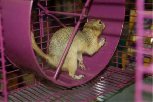 Le spermophile, ou écureuil de Richardson (Spermophilus richardsonii)