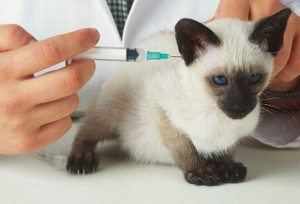 Santé : la vaccination du chat (utilité, âge, rappel, fréquence)