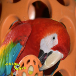 Jouet de foraging pour perroquets : Boomer, de Karlie (test, avis, prix)