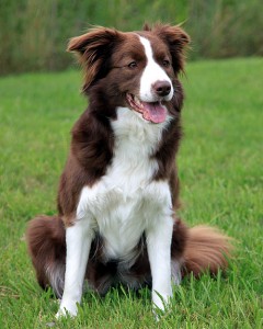 Le Border Collie, un chien à ne pas adopter à la lègère