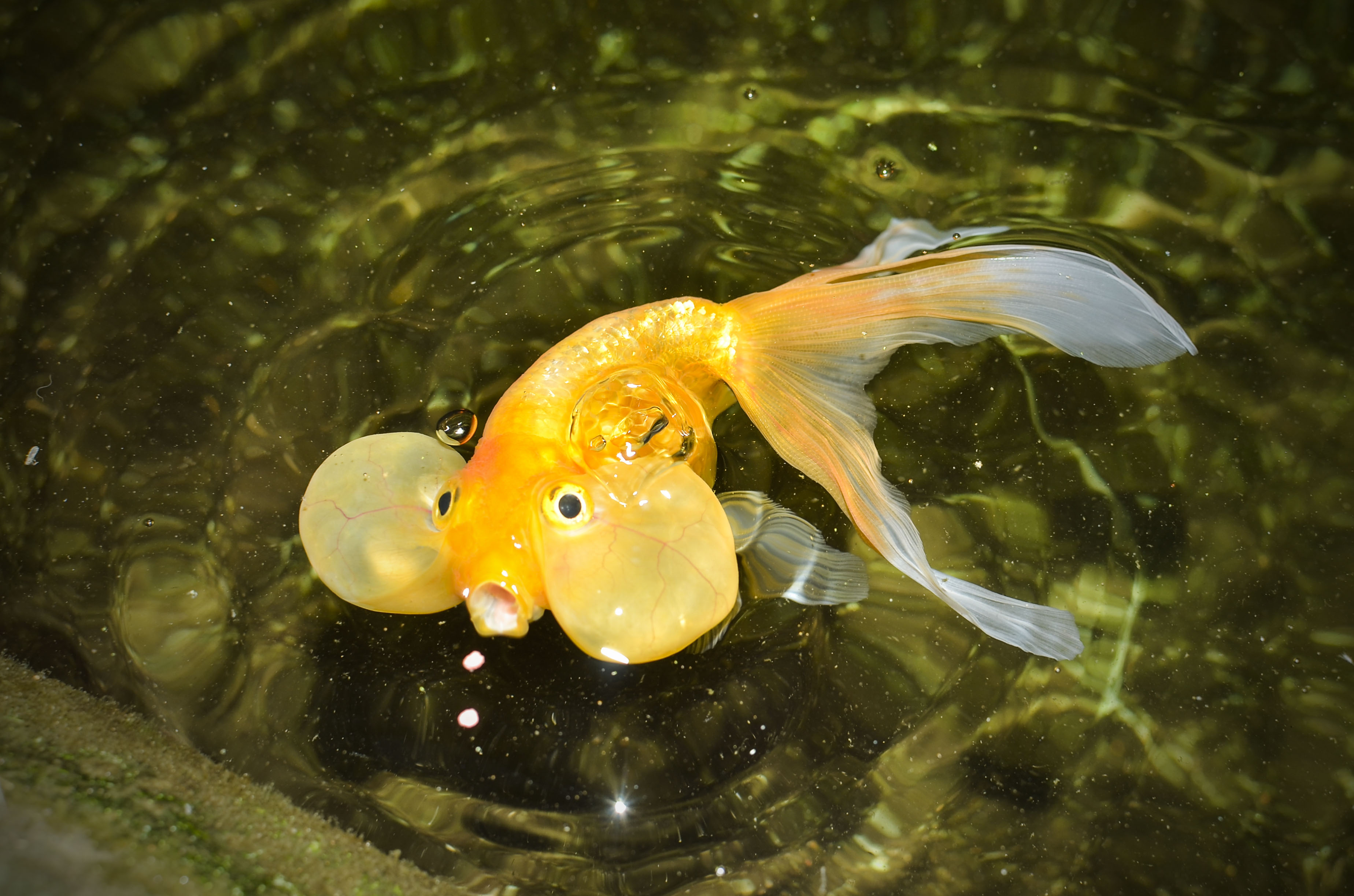 Bubble eye goldfish, ou Carassius auratus (origine, maintenance, caractéristiques) animOgen