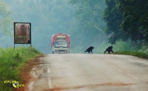 La préservation des grands singes, au coeur des préoccupations du MNHN