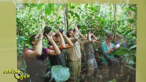 La préservation des grands singes, au coeur des préoccupations du MNHN