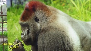 La préservation des grands singes, au coeur des préoccupations du MNHN