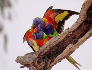 Reproduction : le déroulement de l'accouplement chez les perroquets