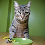 Alimentation : comment rendre l'appétit à un chat difficile ?