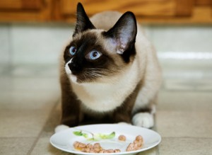 Alimentation : comment rendre l'appétit à un chat difficile ?