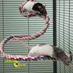Comment envisager l'aménagement de la cage de nos rats de compagnie ?