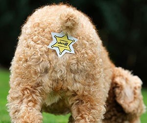 Le cache anus, un drôle d'accessoire pour chiens et chats !