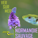 Exposition "Normandie Sauvage" à Ver sur Mer (14), du samedi 08 au jeudi 27 août 2015