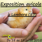 Exposition avicole de jeunes sujets à Lemberg (57), du samedi 18 au dimanche 19 juillet 2015
