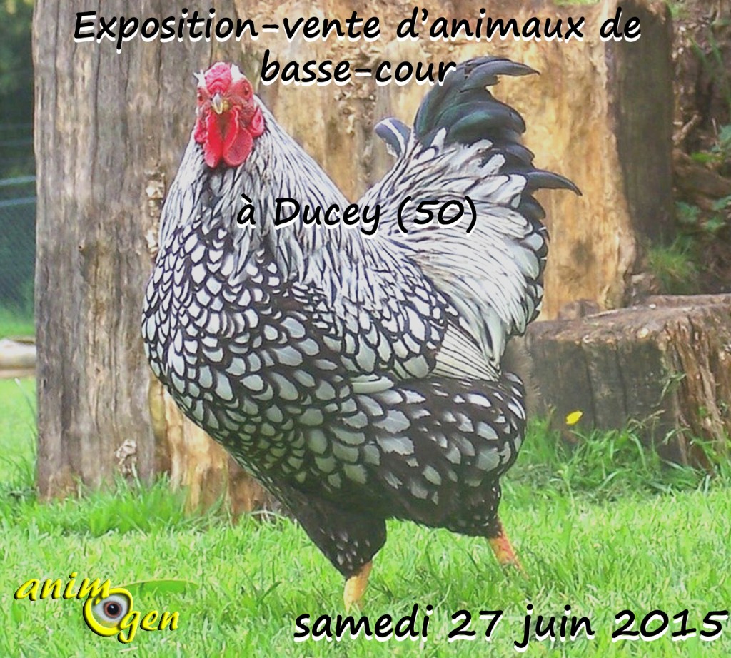 Exposition-vente d’animaux de basse-cour à Ducey (50), le samedi 27 juin 2015