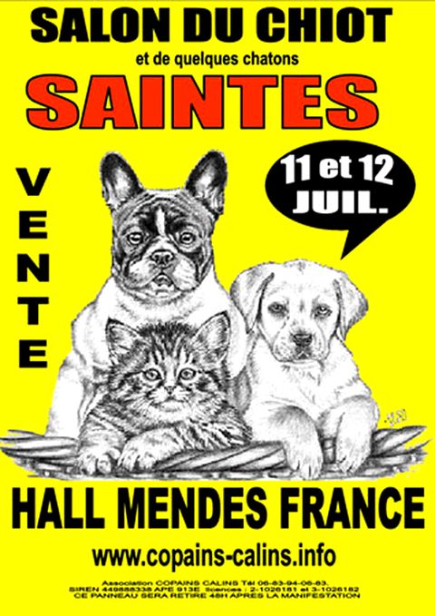 chat saintes