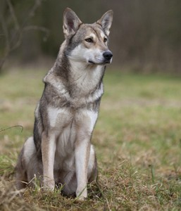 Le chien-loup de Saarloos, un compagnon entre chien et loup