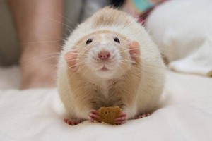 Le rat est-il l'animal de compagnie idéal ?