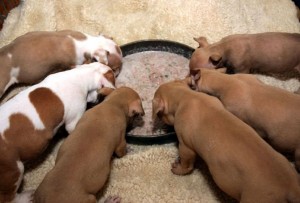 Croissance et sevrage des chiots