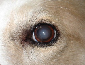 Santé : la cécité chez le chien, symptômes et adaptations nécessaires