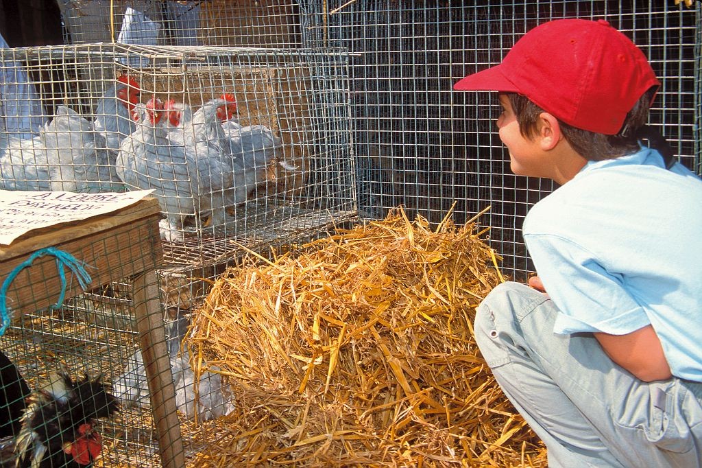 Exposition vente d’animaux de compagnie à Armentieux (32), le dimanche 07 juillet 2015