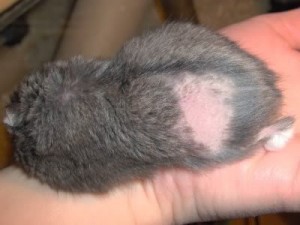 Alopécie : la perte de poils chez le hamster (causes, symptômes, traitement)